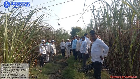 Phulsangvi Short Circuit Fire Burns 35 Acres of Sugarcane Causing Major Losses to 20 Farmers Already Facing Drought and Water Shortage