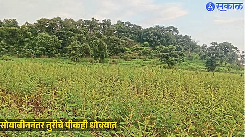 Farmers in Ambada village face crop stress as low rainfall and falling groundwater levels threaten the rabi season.