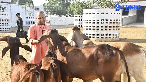 Uttar Pradesh Cow Purchase Subsidy Scheme Offers Up to 40000 Rupees Financial Support Following Key Cabinet Decisions