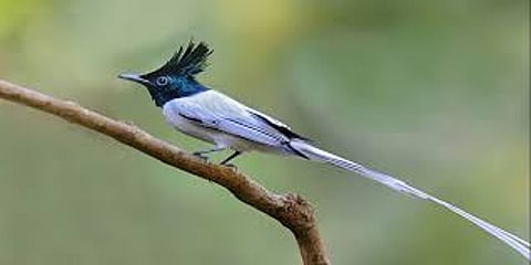 Take a forced vacation The joy of bird watching