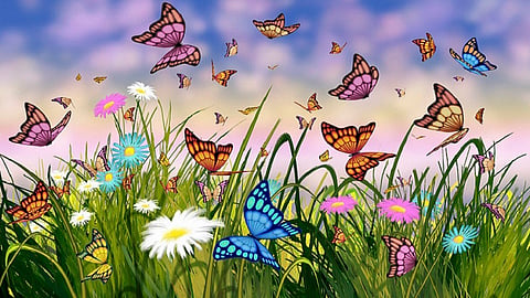 butterfly