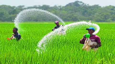 fertilizers
