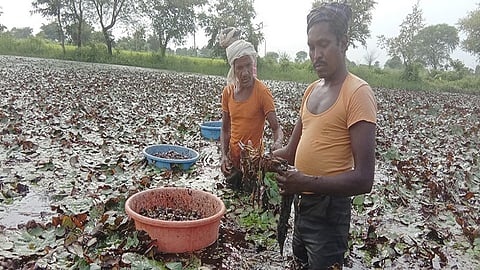 Nagpur ZP now allow to do horns farming in lakes