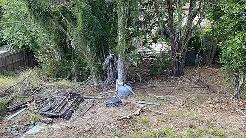python hiding in photo find python viral photo game