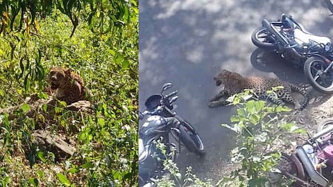 सैरावैरा पळणार्या जखमी बिबट्याचा गाणेखडपोली येथे थरार