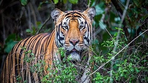 Wild animals are entering in rice farms