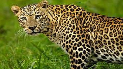 leopard attack in konkan also in afternoon and morning also people fear this attack in ratnagiri