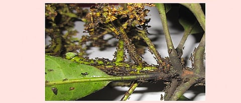 Hopper Attack On Hapus Due To Cloudy Weather