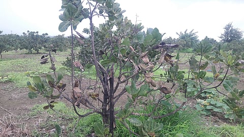 Cashew growers in Sindhudurg are worried