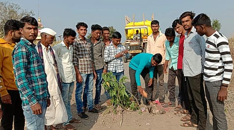 खड्ड्यात नारळ फोडून लावले बेशरमाचे झाड