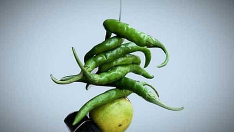 nibbu_mirchi