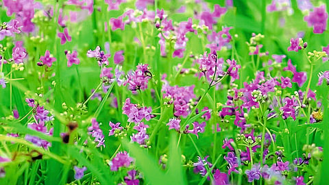 Biodiversity In Ratnagiri Pratik More Article