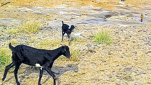 संगमेश्वर तालुक्यात बारमाही नैसर्गिक स्रोतही यावर्षी गायब