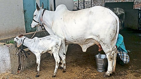 नियंत्रित दुग्धोत्पादनासाठी प्रजनन व आहार नियोजन करणे गरजेचे असते.