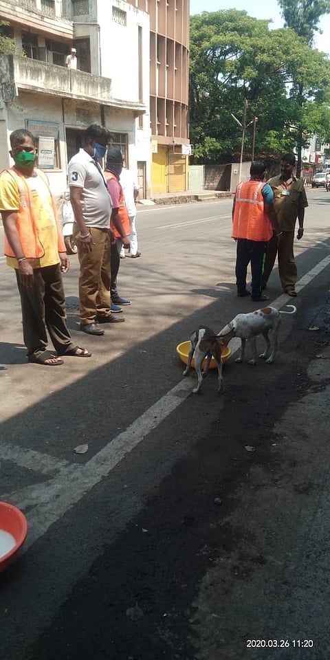 Animal friends ran for stray dogs