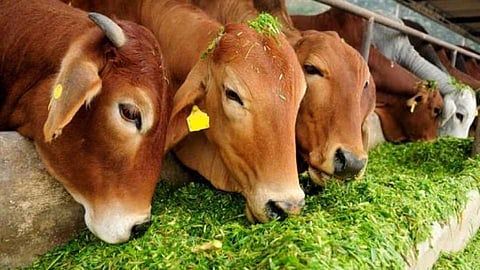 Akola News: Distribution of milch cattle, the initiative taken by the authorities; The reality will come soon