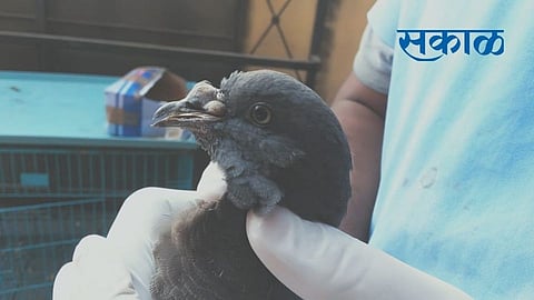 Avin pox is found in pigeons in Solapur district.jpg