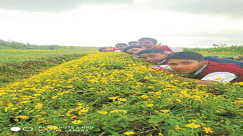 महाबळेश्वर, पाचगणीतील रानफुले ठरत आहेत अभ्यासकांसाठी पर्वणी