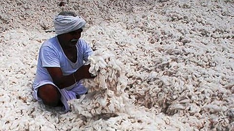 farmers sold their cotton at 1500 rupees for celebrating diwali festival