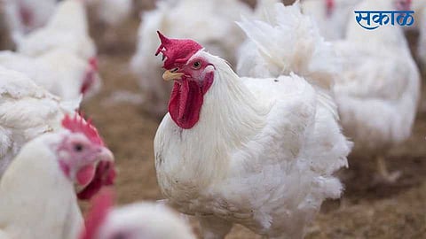 Bird_Flu