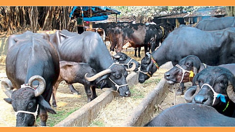 गोठ्यामध्ये म्हशींसाठी पूर्णवेळ पाण्याची सोय, हालचालीकरिता जागा उपलब्ध असावी.