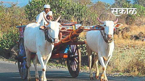 Bullock carts are becoming outdated