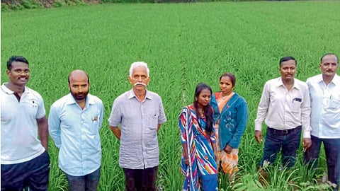 एसआरटी तंत्रज्ञानांतर्गत कमी बियाणे वापरून लावलेल्या भाताची दर्जेदार वाढ झाली. चंद्रशेखर भडसावळे, इतर तज्ज्ञ व शेतकऱ्यांनी भेट दिली.