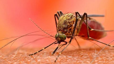Chicken pox, fever, granules, joint pains Sanglikar bejar