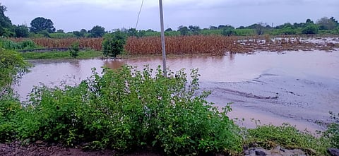 Crops Damage