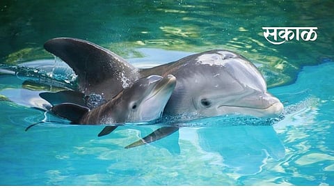 The video of Dolphin Fish presenting unique tricks is going viral on social media