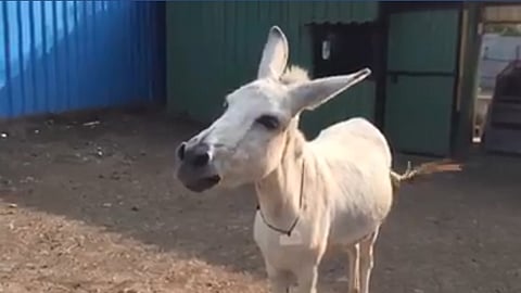'हे' आहे पुण्यातील 'टॅलेंटेड' गाढव!