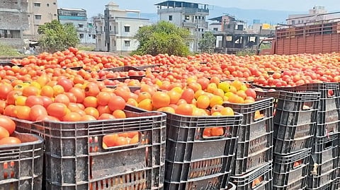 fall in market price of tomatoes