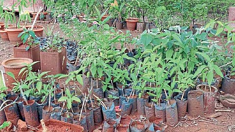 Garden
