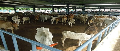 Agriculture success story in Marathi Gokulam Gaurakshan Sanstha