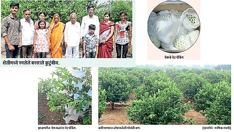 Guava-farming
