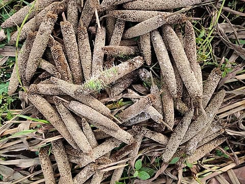 Crop Compensation Not Easy For Farmers