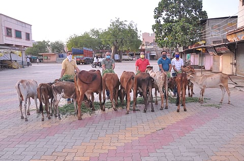 Green fodder for animals and bread for dogs