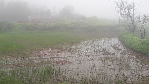 पावसाची रिपरिप थांबेना ; कास पठारासह डोंगरांमधील जनजीवन गेले गारटून