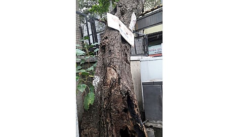 KUJLELE-ZAD.jpg