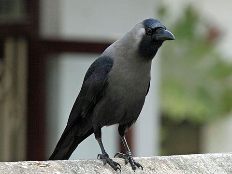 The count of crows decreased in Sonai