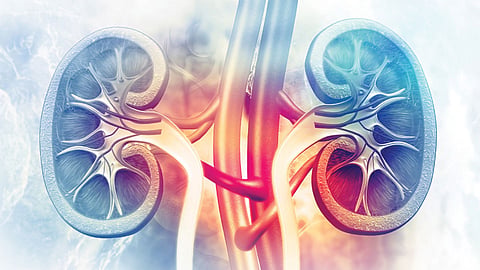 Kidney