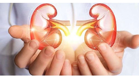 Kidney
