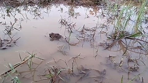 https://www.esakal.com/akola/it-has-rained-hailstorms-bhadgaon-area-421828