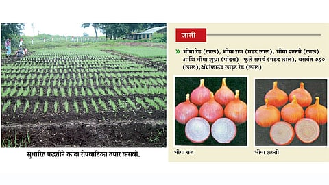 Onion