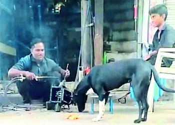 त्रास देत होता म्हणून जंगलात सोडले; तब्बल ३० किलोमीटरचे अंतर पारकरत पून्हा तो मालकाकडे गेला