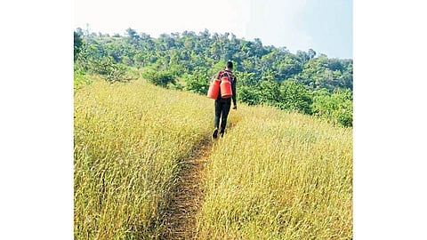 मावळातील सह्याद्रीच्या पठारावरील धनगर समाजाची पायपीट थांबेना!