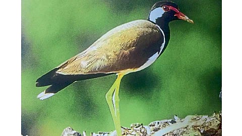 Treasures of Biodiversity in lavale