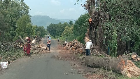मेढा - केळघरला झाडांची कत्तल ; महाबळेश्वर- विटा महामार्गाच्या कामाला वेग