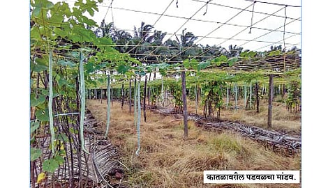 पावसच्या कातळावर वर्षभर फुलतो पडवळचा मांडव...