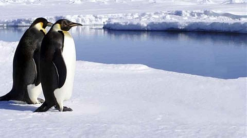 Penguin Study